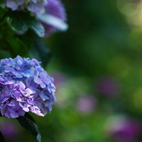優しく溶ける景色を背景に隅から顔をのぞかせる紫陽花の写真