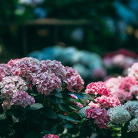 所々に朝の淡い日差しが落ちる奥へと続く紫陽花たちの写真