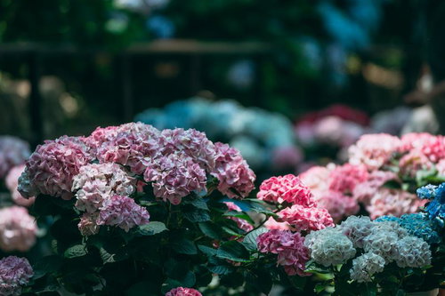 所々に朝の淡い日差しが落ちる奥へと続く紫陽花たち