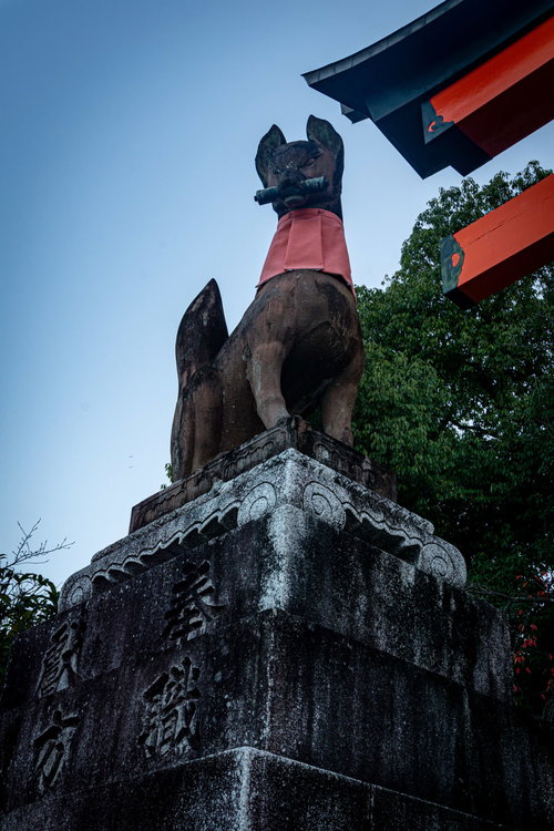 上から見下ろす巻物を咥えた狛狐