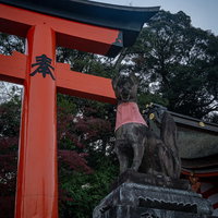 鳥居横からこちらをじっと見ているかのような狛狐の写真
