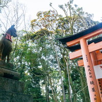 千本鳥居近くに建つ狛狐と頭上に小さく輝く早朝の月の写真