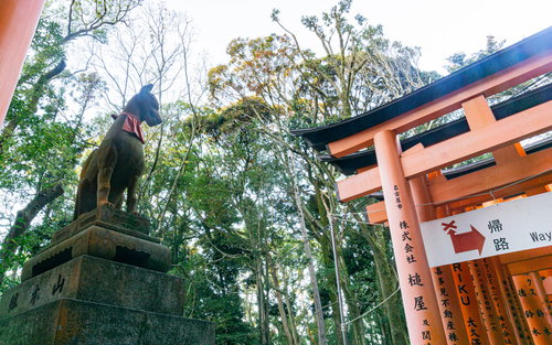 千本鳥居近くに建つ狛狐と頭上に小さく輝く早朝の月