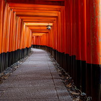 まだ届く光が淡い早朝の千本鳥居の道の写真