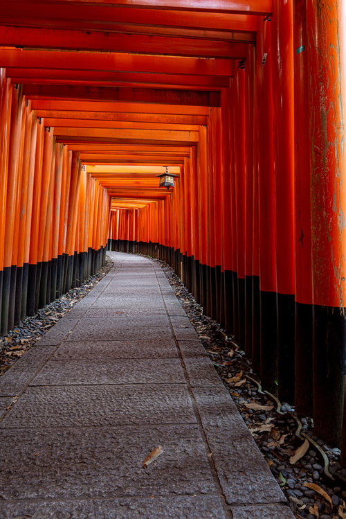 まだ届く光が淡い早朝の千本鳥居の道