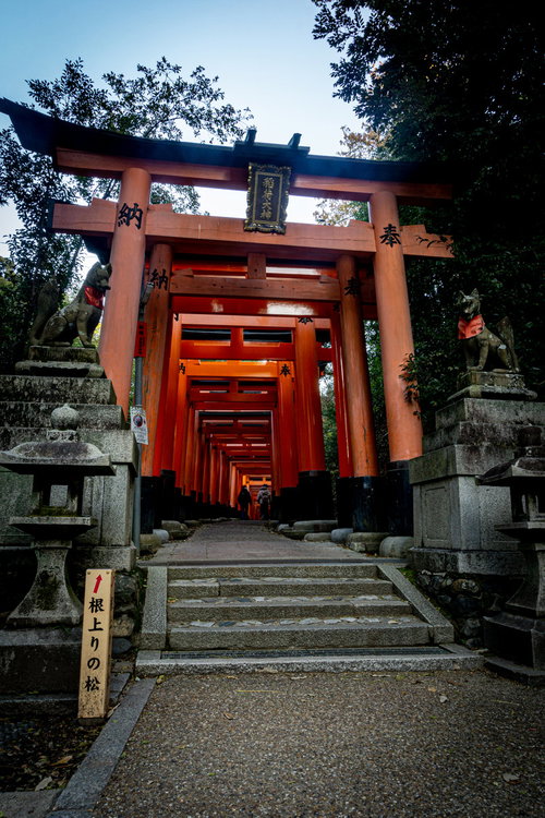 奥社北側にあるお山めぐり入り口から始まる鳥居の連なりと根上りの松の案内