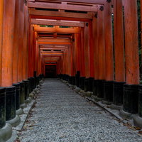 奥社から能鷹社へと向かう鳥居の道の写真