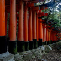 連なる鳥居を外側から眺めるの写真