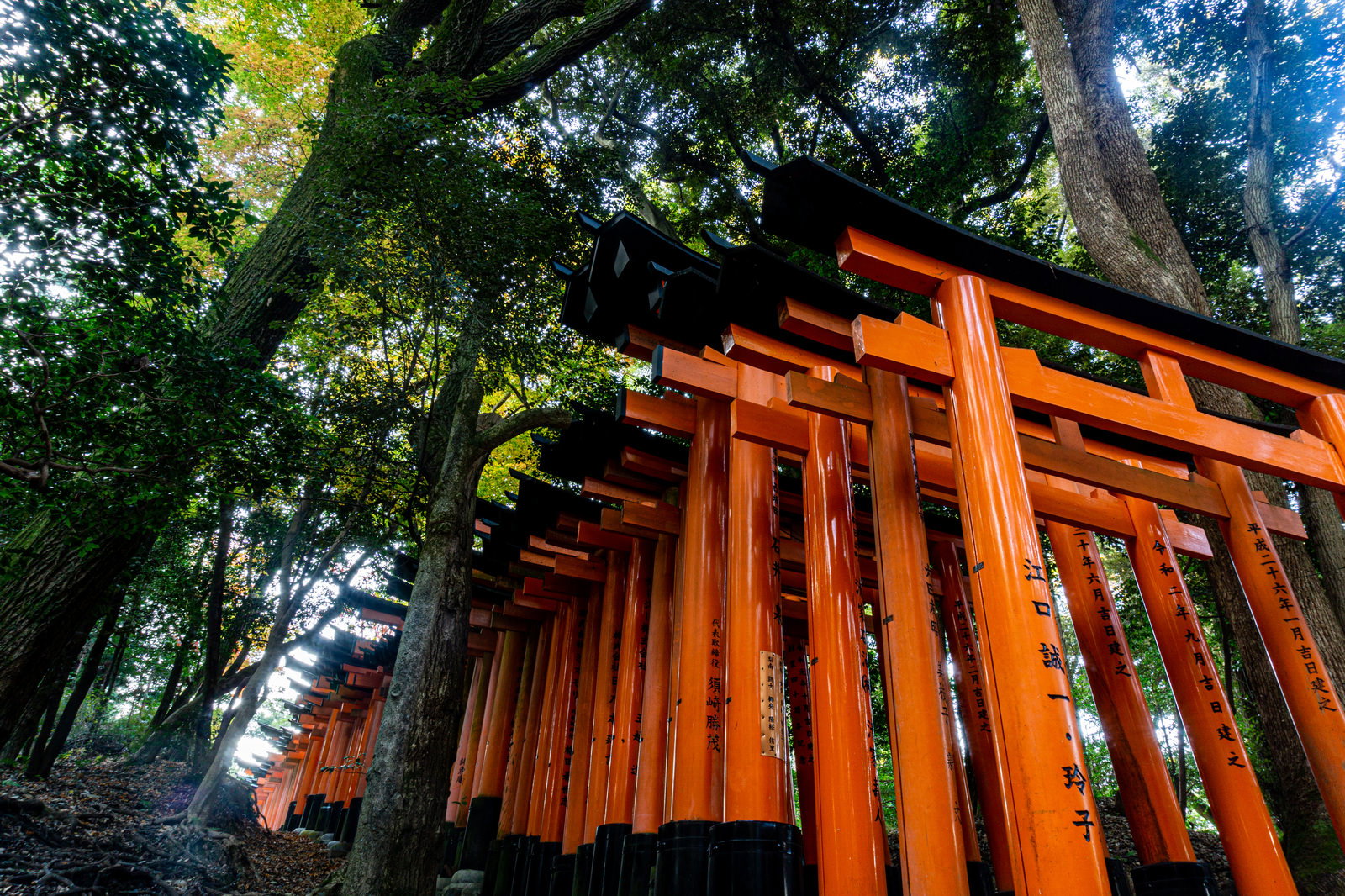 緑豊かな樹木に囲まれた朱色の鳥居が建つ神社境内の風景