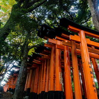 木々に囲まれて建つ鳥居の写真