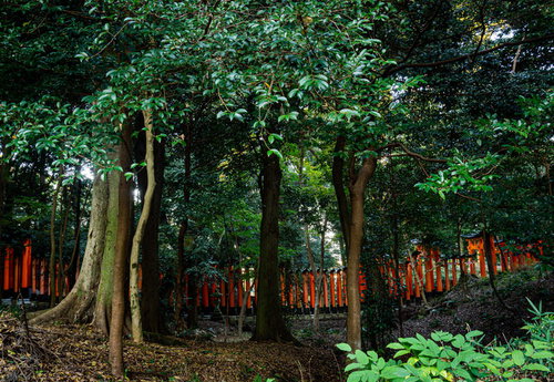 緑の森の中に映える朱色の鳥居の連なり