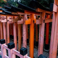 根上がりの松の玉垣から見る連なる鳥居の写真