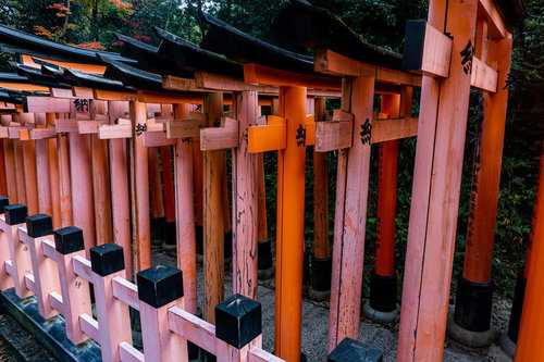 根上がりの松の玉垣から見る連なる鳥居