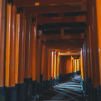 ライトに照らされ幾重にも並ぶ鳥居の下を歩くの写真