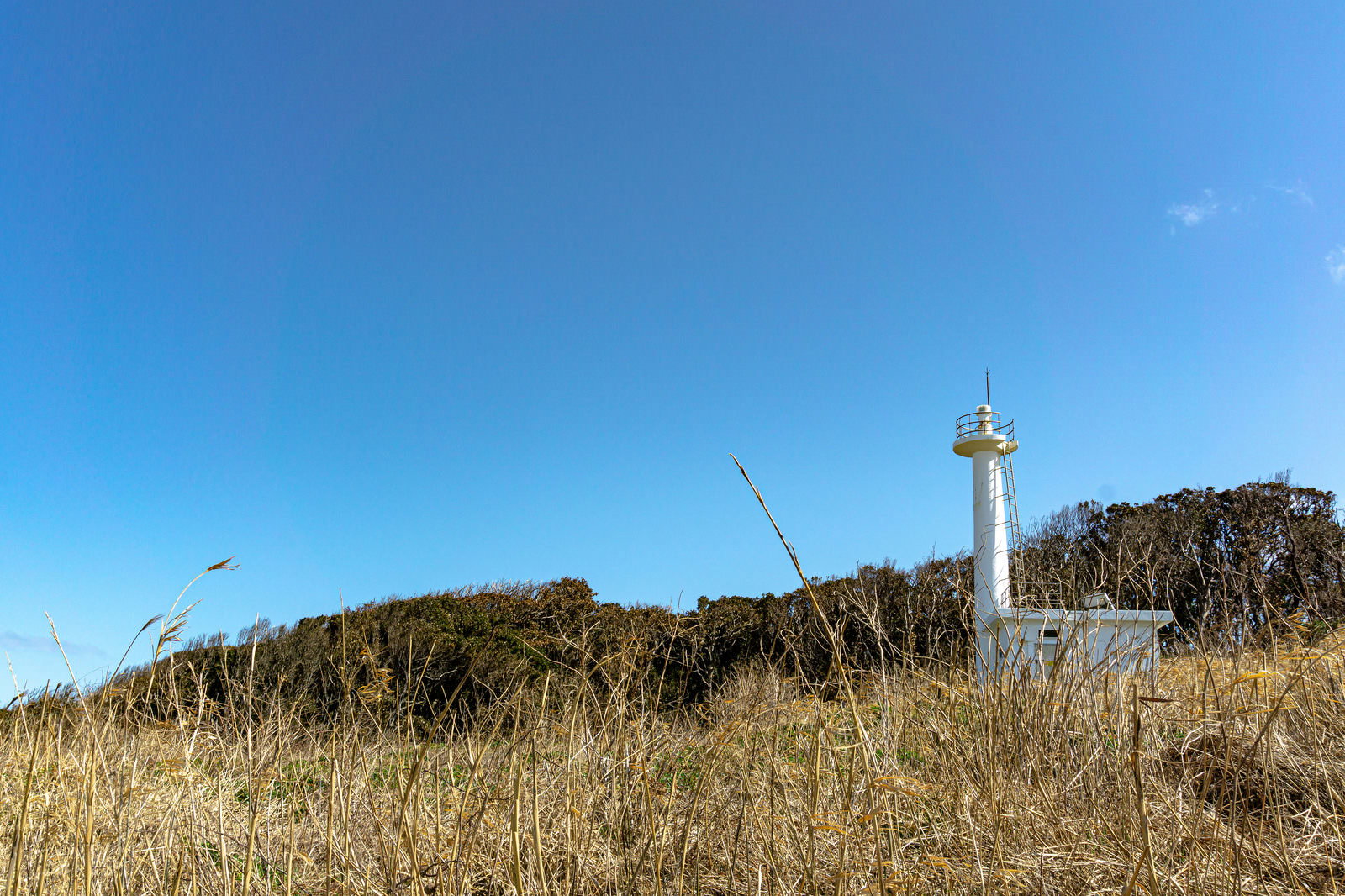 福井県雄島の白い灯台を草むらの中から見上げた風景