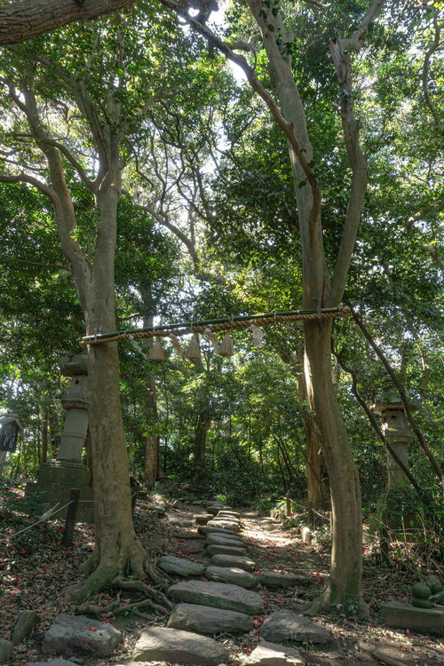 雄島に多く自生するヤブツバキに張られた注連縄