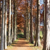 メタセコイアとラクウショウの落葉の小道の写真