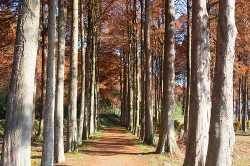 メタセコイアとラクウショウの落葉の小道