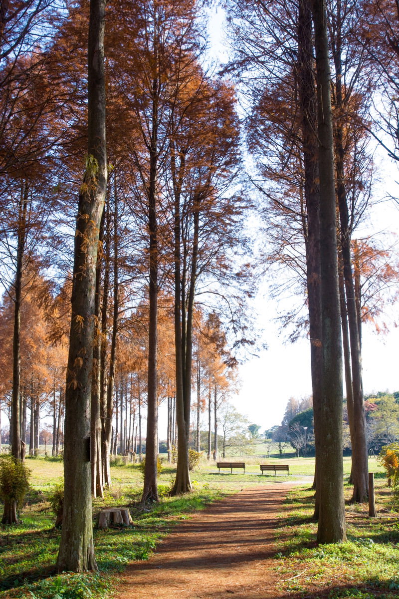 秋に紅葉したメタセコイアの並木道の奥に設置されたベンチ