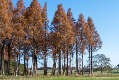 色付いたメタセコイアの並木