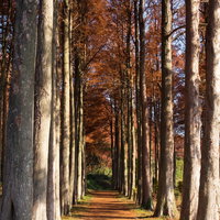 色付いたメタセコイアの並木道の写真