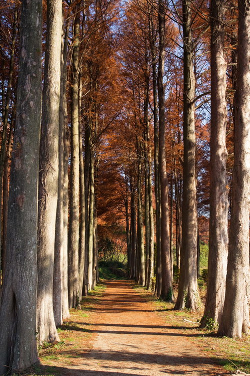 色付いたメタセコイアの並木道