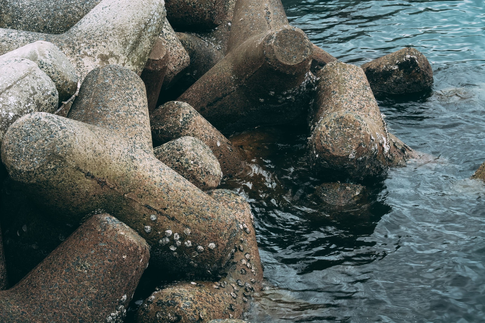 海岸に設置されたテトラポットにフジツボが密集して付着している