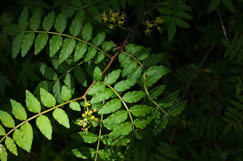 暗闇に映える山椒の花