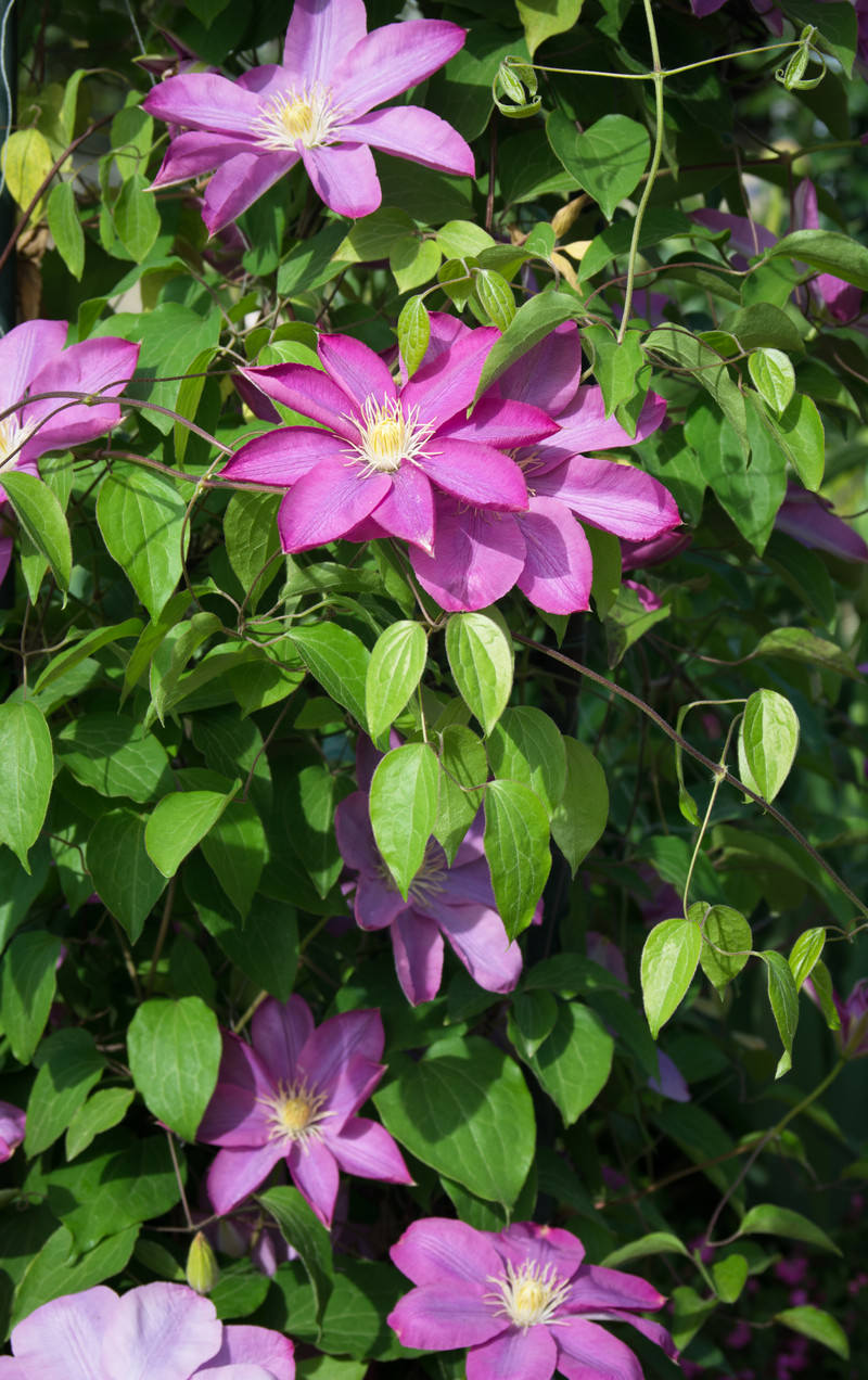緑の葉に囲まれて紫色の花を咲かせる満開のクレマチス