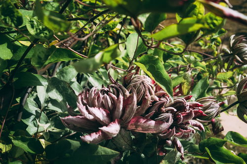 開きかけた火焔木（カエンボク）