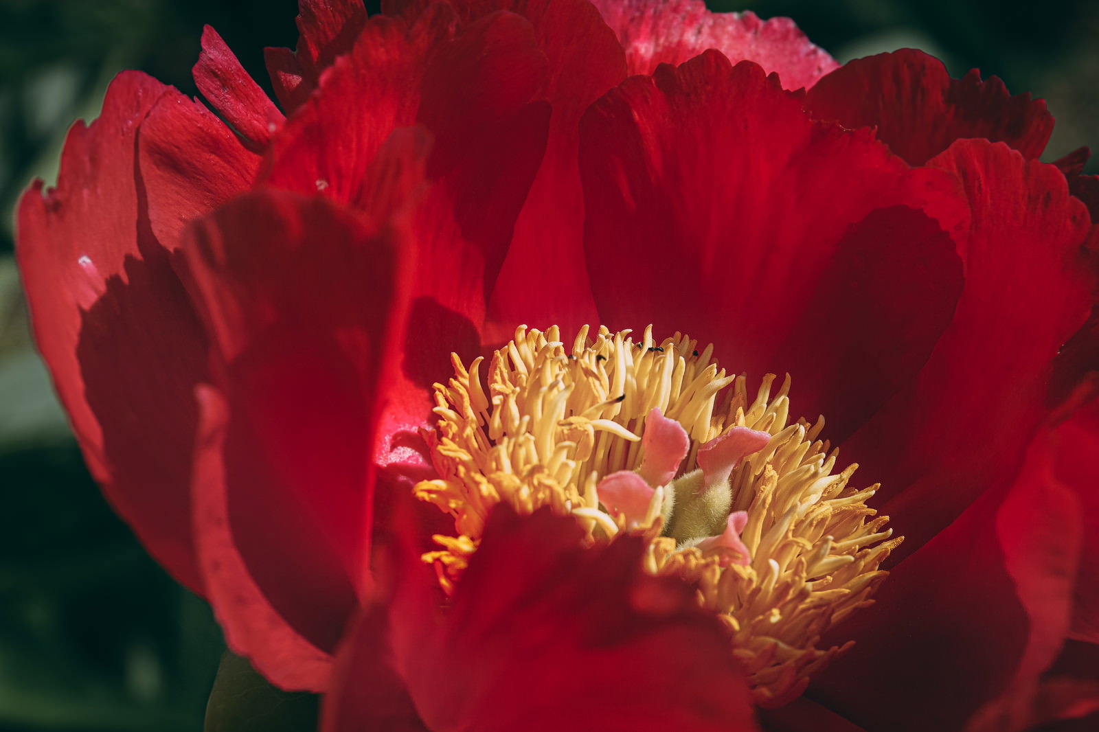深紅の花びらが幾重にも重なる芍薬の花と黄色い雄しべのクローズアップ