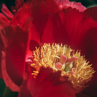香りを求め芍薬の花を覗きこむの写真