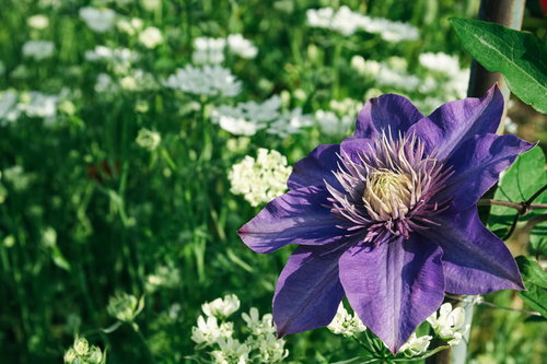 太陽を浴びて咲くクレマチス