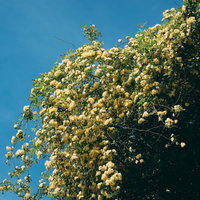 青空に映える木香薔薇（モッコウバラ）の写真