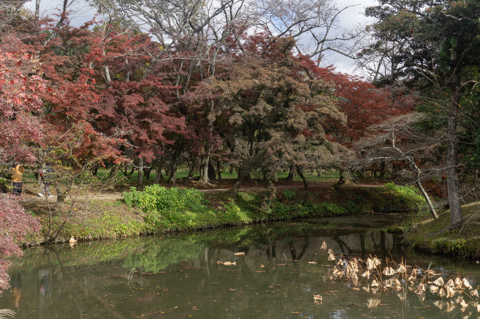 大沢池の蓮池から見た紅葉風景、手前に枯れた蓮の葉、奥に紅葉した木々