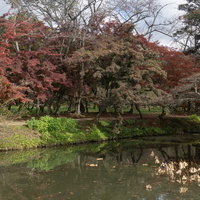 枯れてしまったハスが残る池の向うに見える大沢池のもみじロードの写真
