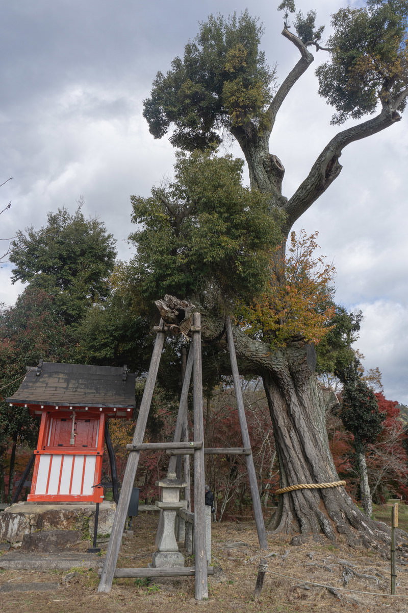 大沢池天神島の朱色の祠と台風被害を受けた神木の様子