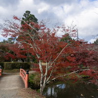 島を繋ぐ小さな朱色の橋とそのたもとを彩るもみじの写真