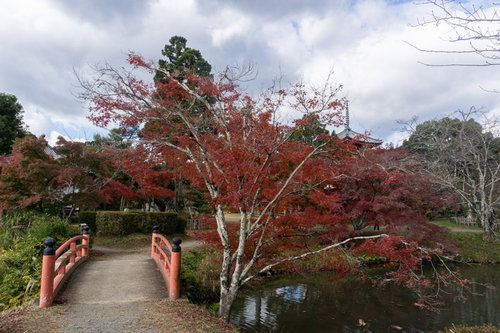 島を繋ぐ小さな朱色の橋とそのたもとを彩るもみじ