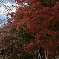 日の光に艶やかさを増す大沢池のほとりにあるもみじロードの写真