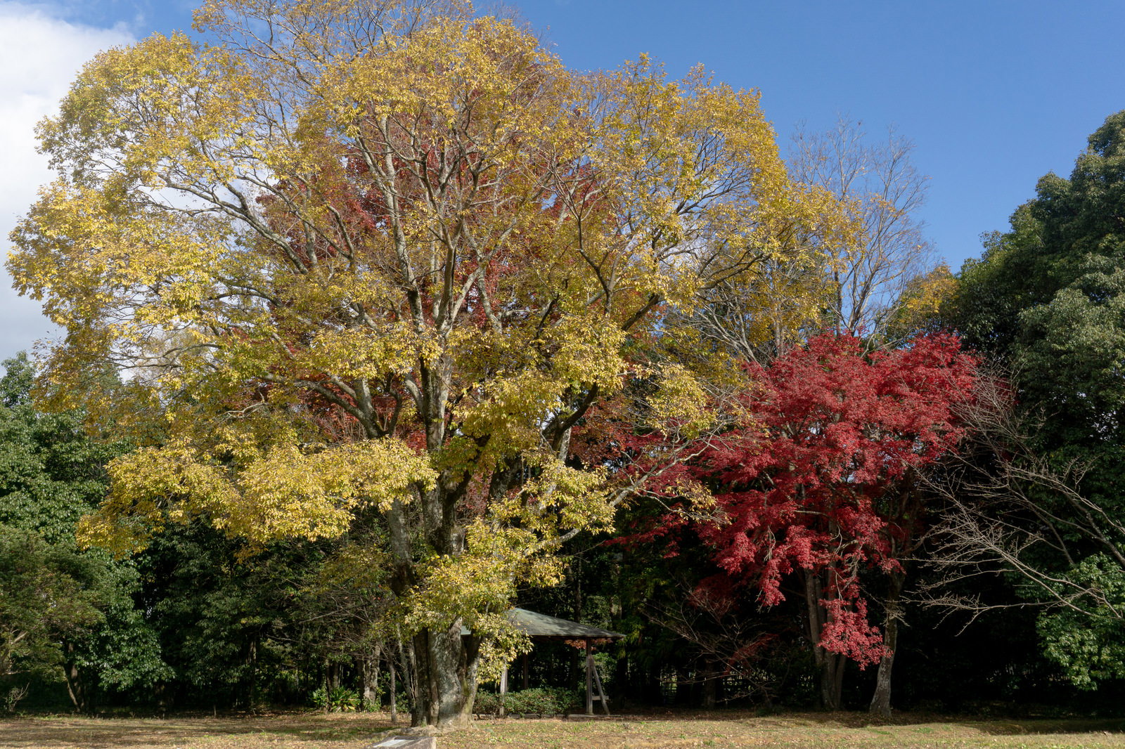大覚寺の境内にある東屋を黄葉と紅葉の木々が囲む秋の風景