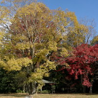 小さなあずまやを囲む色とりどりの木々の写真