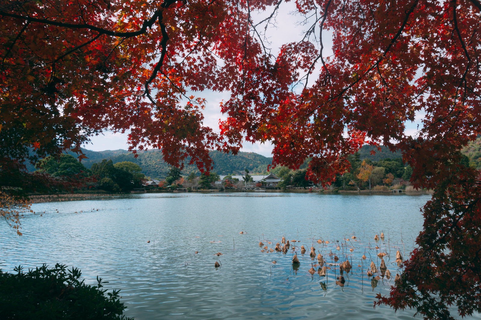 大沢池越しに紅葉と大覚寺のお堂を望む