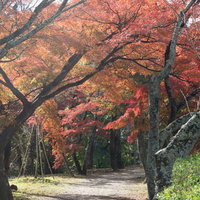 池のほとりの日の光に輝く紅葉の道の写真