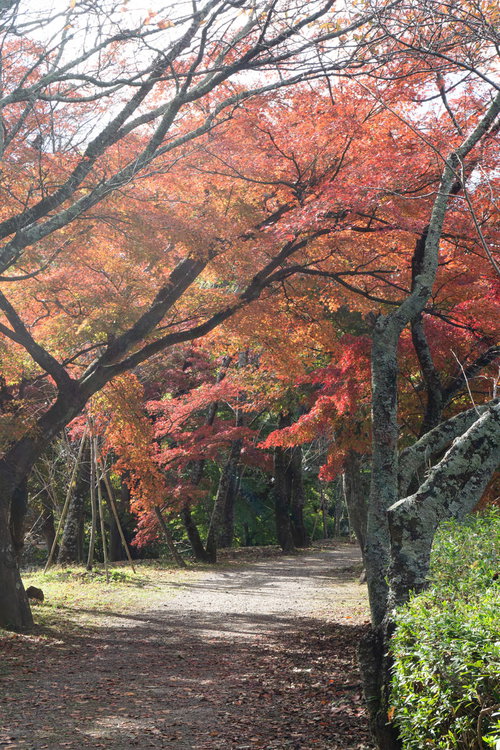 池のほとりの日の光に輝く紅葉の道