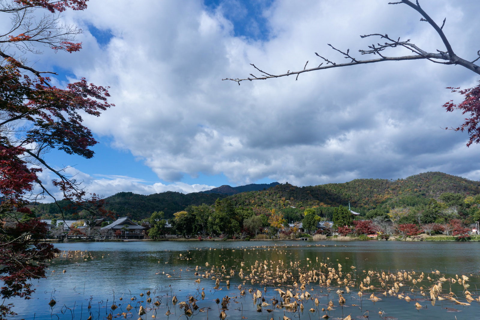 大沢池に枯れた蓮の茎が残り、対岸に紅葉したもみじが見える秋の風景