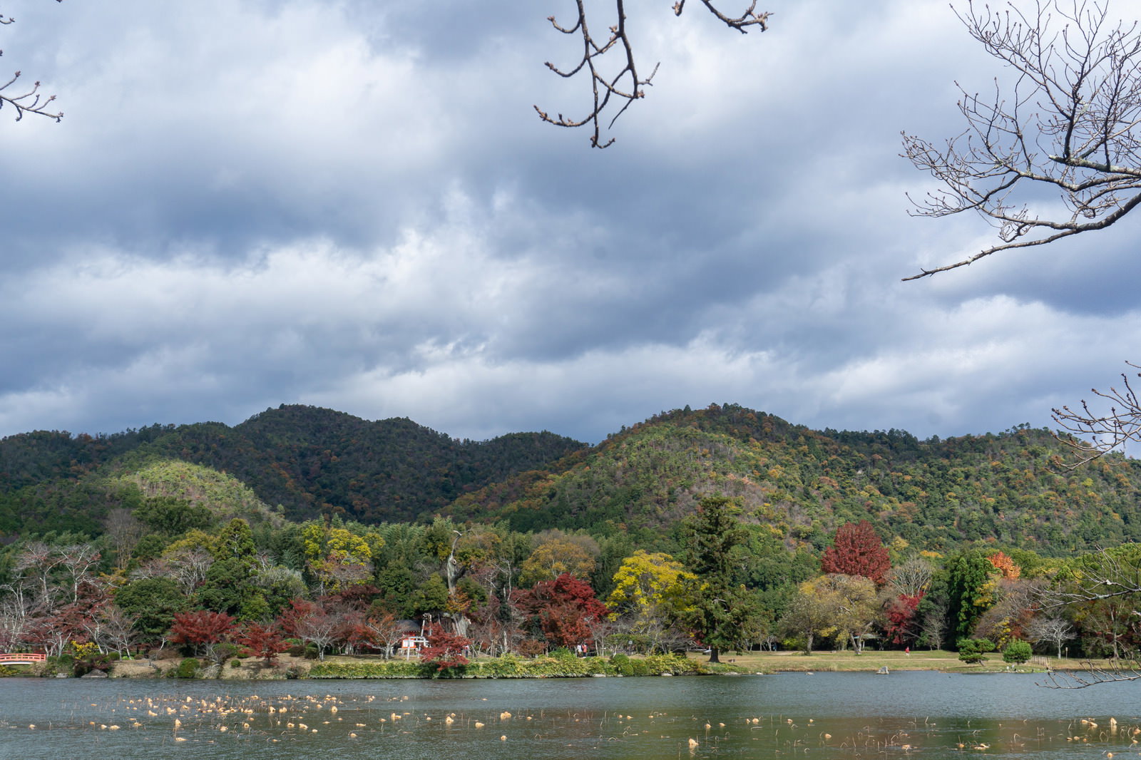 大沢池の対岸から見た天神島周辺の秋の風景