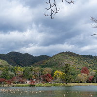 天神島のあたりを大沢池の反対側から見るの写真
