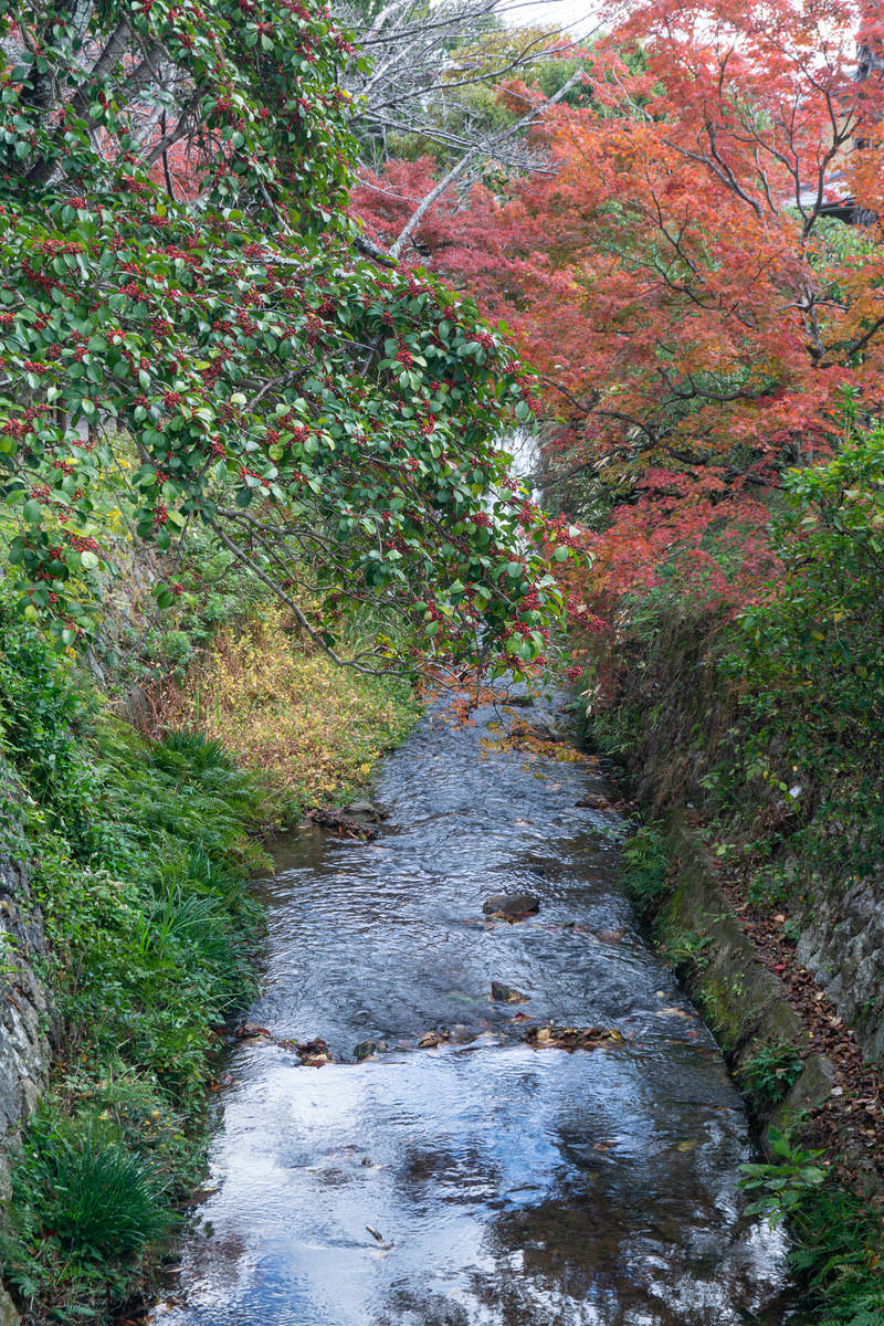 秋色に染まった樹木に囲まれた大覚寺の清流