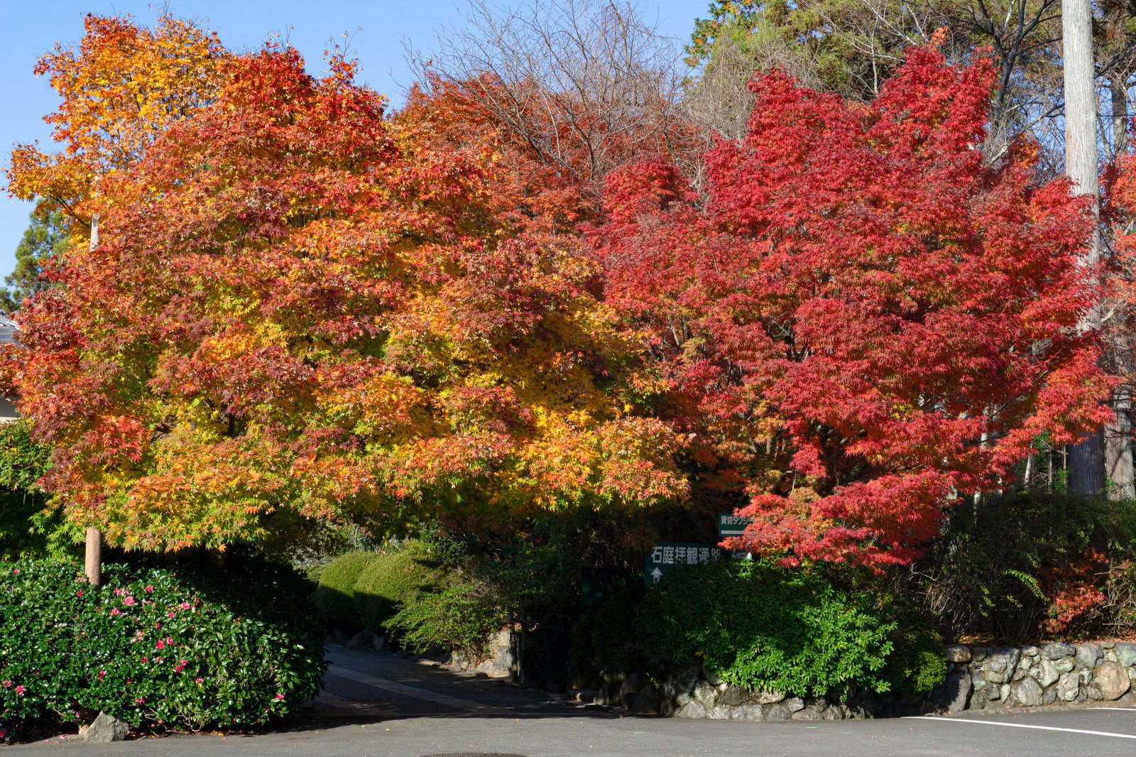 龍安寺の参道で赤やオレンジに色づいた紅葉の木々が通路を覆っている様子